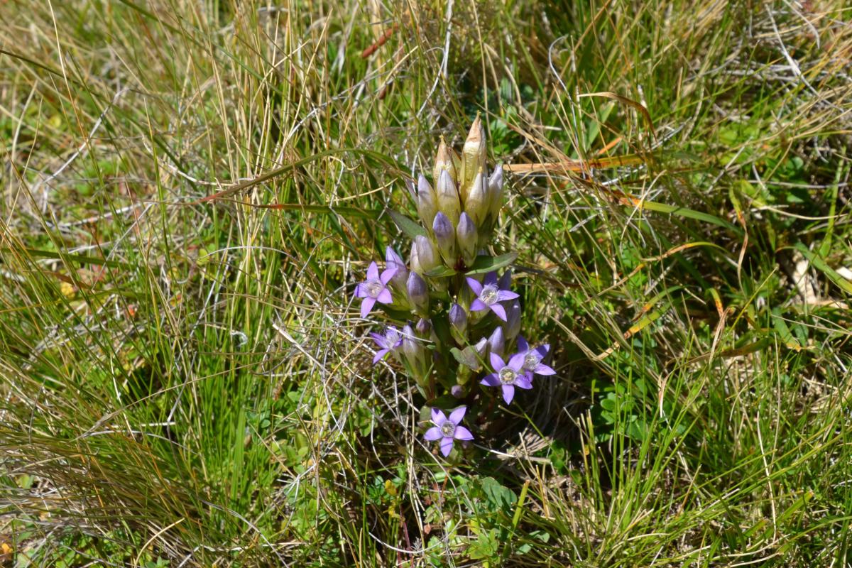 Platzer Alm 07.09.2023